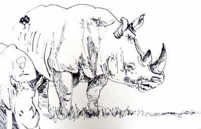 Dessins d'Amandine : Croquis d'un rhinoceros